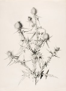 Untitled (Thistle) by George Elbert Burr
