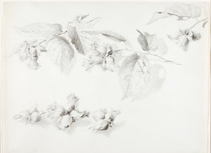 Untitled (Wild Hazelnut, Corylus Americana) by George Elbert Burr