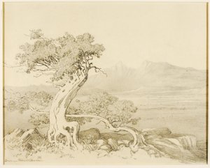 Untitled (transfer drawing for Old Cedars and Spanish Peaks)