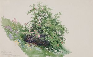Wild Rose, Wassen