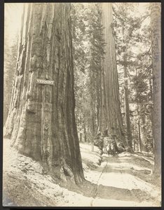Drive through the Wawona, Mariposa Grove. Diameter 24 ft.
