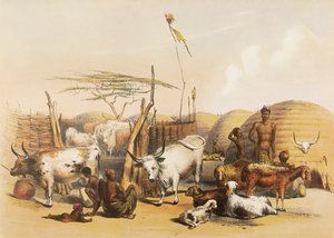 A Zulu kraal on the Umgaki River in Natal by George French Angas
