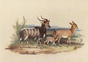 The Nyala by George French Angas