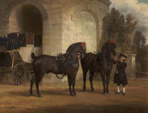 Two Black Coach Horses with a Coachman