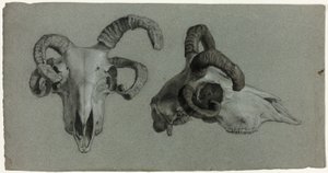 Rams