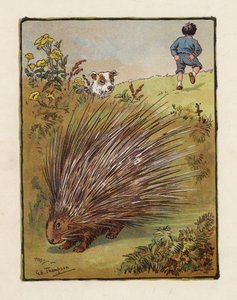 The Porcupine