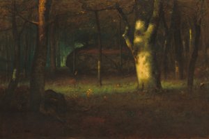 Sunset in the Woods