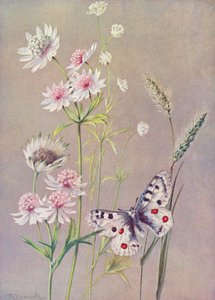 Astrantia major, A minor, and the Apollo butterfly