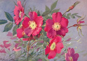 Rosa Alpina, the Thornless Alpine Eglantine