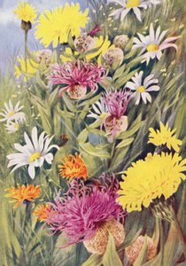 The tall yellow Hypochaeris uniflora, Centaurea uniflora, the Golden Hawkweed (Crepis aurea) drawn from life in the July fields