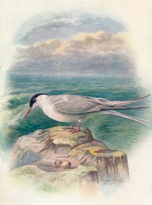 Arctic Tern - Sterna macrura, c1910 by George James Rankin