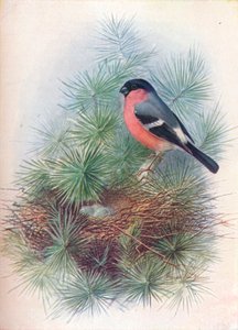 Bullfinch - Pyrrhua europaea, c1910 by George James Rankin