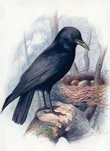 Carrion-Crow - Corvus Corone, c1910 by George James Rankin