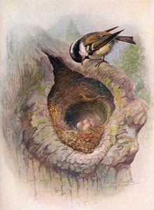 Coal-Tit - Parus Ater, c1910 by George James Rankin