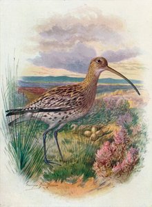 Curlew - Numenius arquata, c1910, 1910