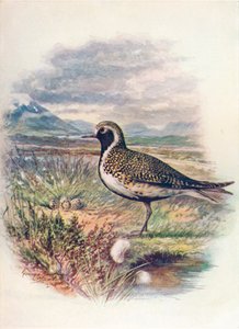 Golden Plover - Charadrius pluvialis by George James Rankin