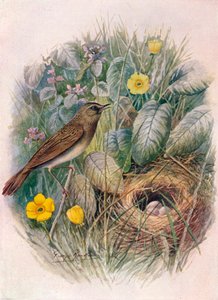 Grasshopper-Warbler - Locustella naevia by George James Rankin