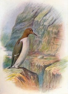 Guillemot - Uria Troile