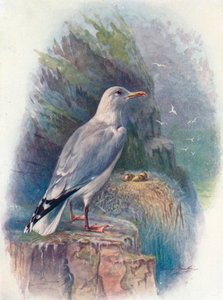 Herring Gull - Larus argentatus, c1910