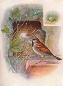 House-Sparrow -- Passer domesticus by George James Rankin