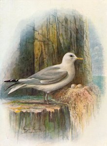 Kittiwake - Rissa tridactyla, c1910