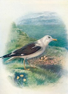 Lesser Black-Backed Gull - Larus fuscus by George James Rankin