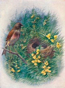 Linnet - Linota cannabina by George James Rankin