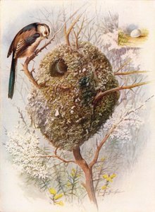 Long-Tailed Tit - Acredula caudata by George James Rankin