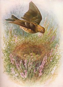 Meadow-Pipit or Titlark - Anthus pratensis by George James Rankin