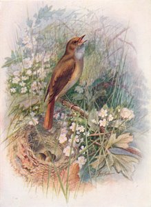 Nightingale - Daulias luscinia, c1910, 1910 by George James Rankin