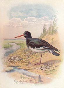 Oyster-Catcher - Haematopus ostralegus by George James Rankin