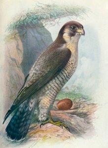 Peregrine Falcon - Falco peregrinus by George James Rankin