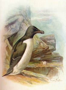 Razorbill - Alca torda