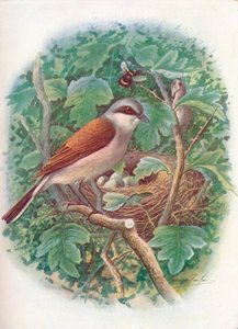 Red-Backed Shrike - Lanius collurio by George James Rankin