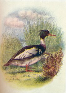 Red-Breasted Merganser - Mergus serrator, c1910