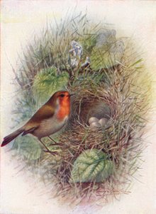 Redbreast or Robin - Erithacus Rubecula by George James Rankin