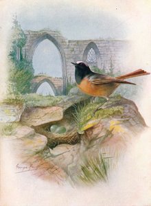 Redstart - Ruticilla phoenicurus, c1910 by George James Rankin