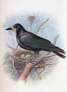 Rook - Corvus frugilegus by George James Rankin