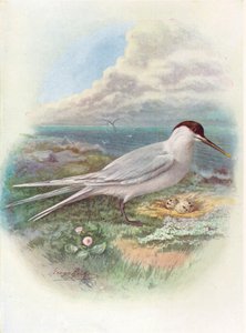 Sandwich Tern - Sterna cantiaca, 1910 by George James Rankin