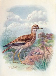 Stone-Curlew, Norfolk Plover, or Thick-Knee - OEdicnemus scolopax, c1910, 1910