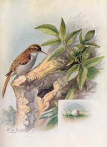 Tree-Creeper - Certhia familiaris by George James Rankin