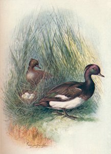 Tufted Duck - Fuligula Cristata by George James Rankin