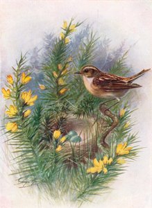 Whinchat - Pratincola Rubetra, c1910 by George James Rankin