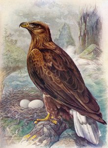 White-Tailed or Sea-Eagle - Haliaetus albicilla by George James Rankin