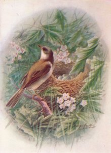 Whitethroat - Sylvia Cinerea by George James Rankin