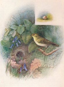 Wood-Wren - Phylloscopus sibilatrix, c1910 by George James Rankin