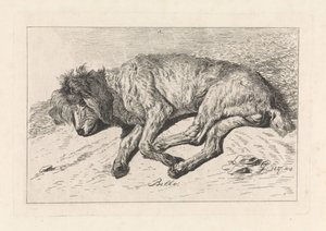 Sleeping Dog