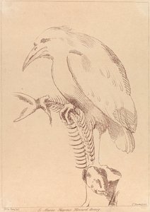 Untitled: Bird holding fish skeleton