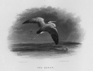The Heron (engraving) by George Lance