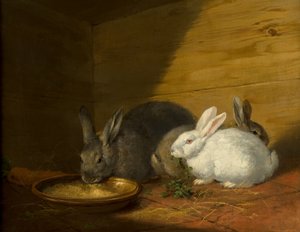 Rabbits by George Morland